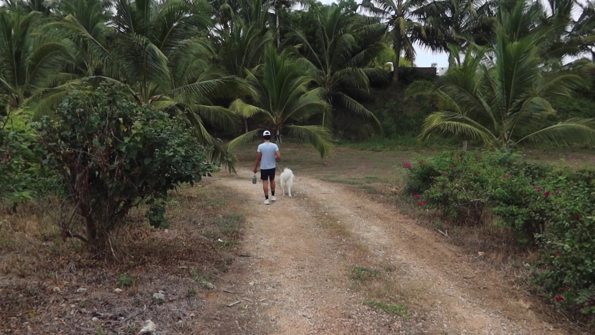 Walking beneath the palms with a white dog